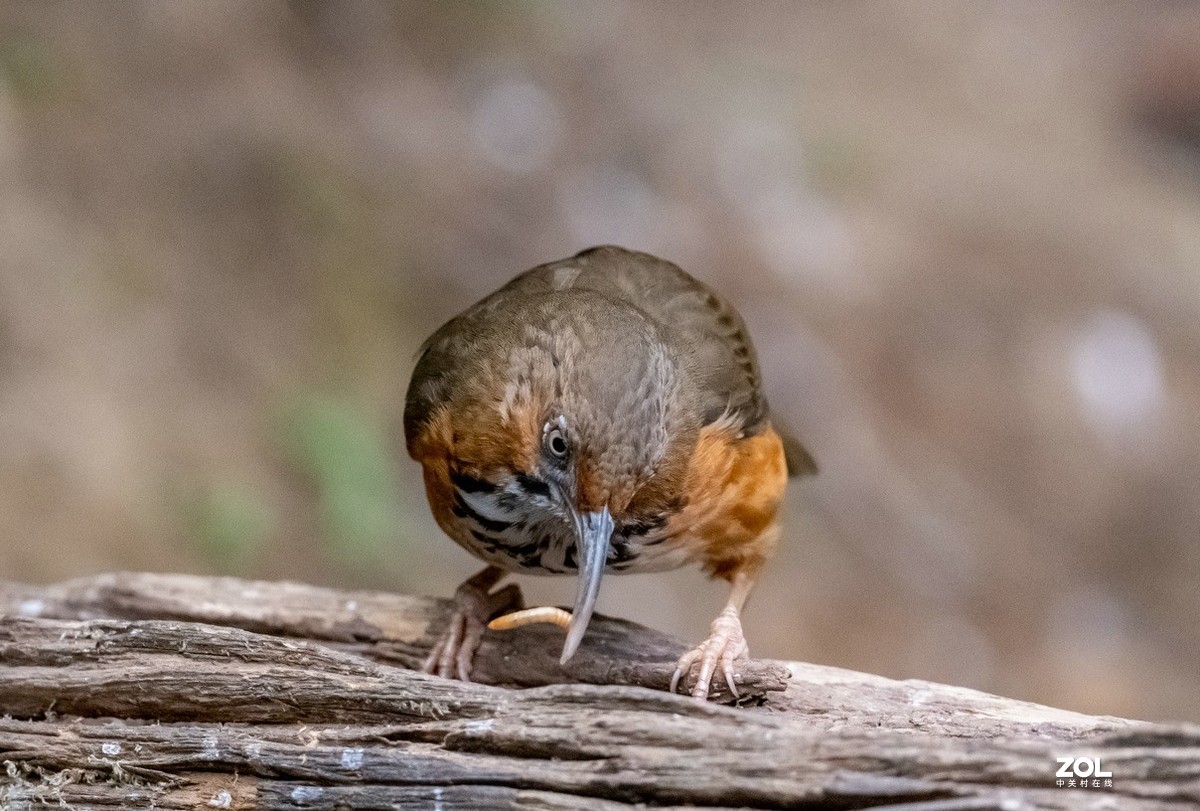 百花岭长相奇特的《斑胸钩嘴鹛》