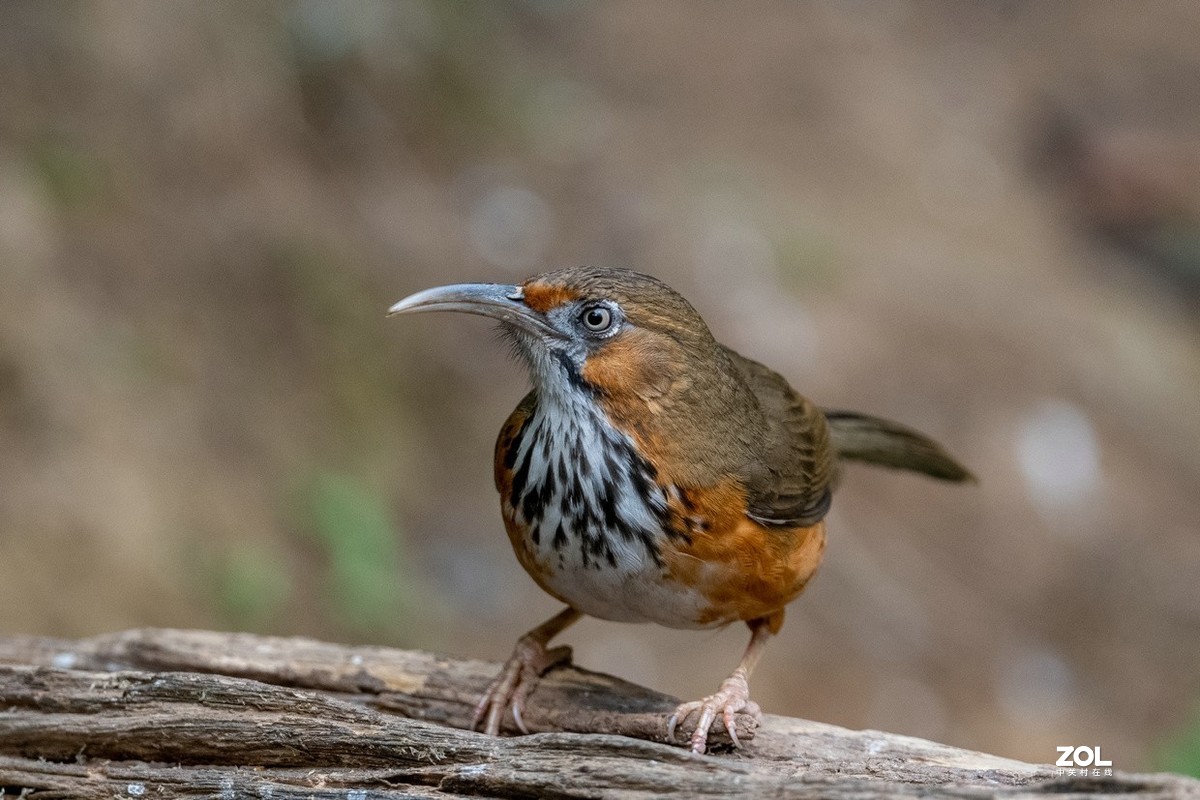 百花岭长相奇特的《斑胸钩嘴鹛》