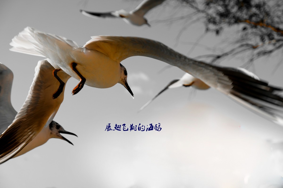 展翅飞翔的海鸥