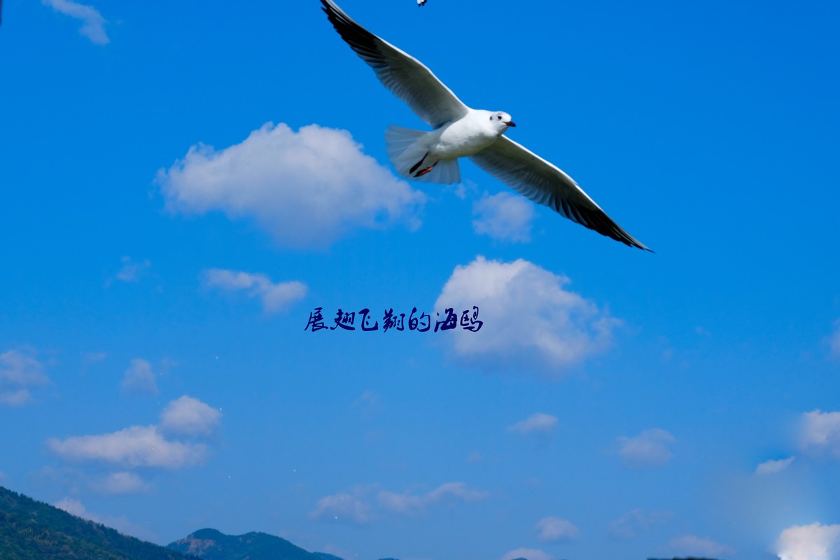 展翅飞翔的海鸥