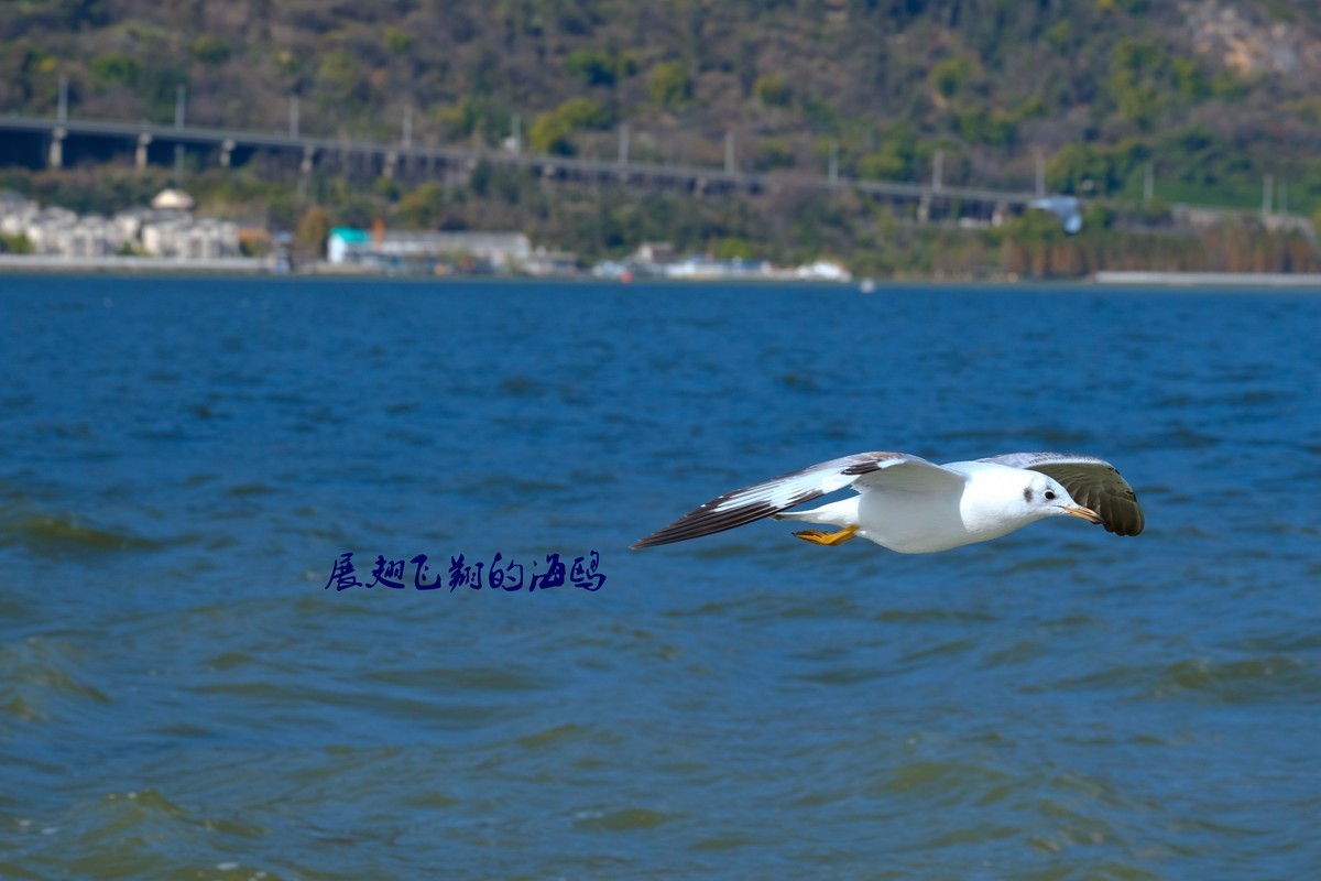 展翅飞翔的海鸥