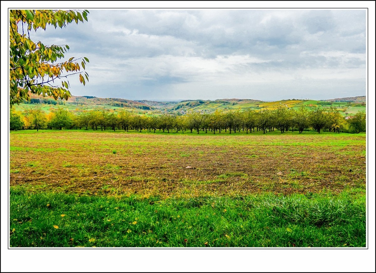 山山披冷雨,  草草带秋寒!