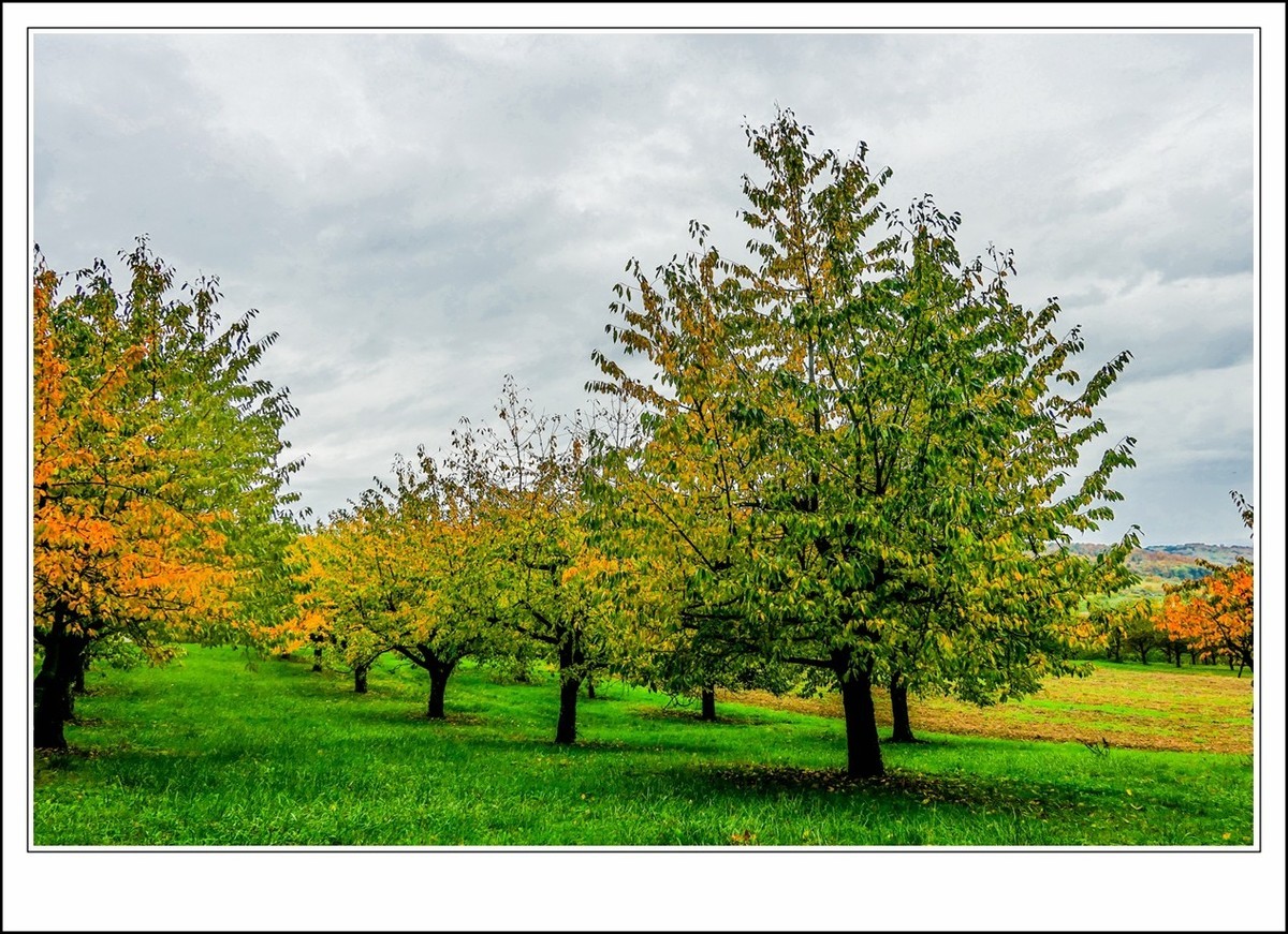 山山披冷雨,  草草带秋寒!
