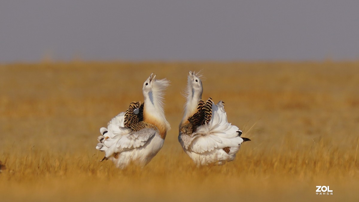 大鸨[草原精灵】