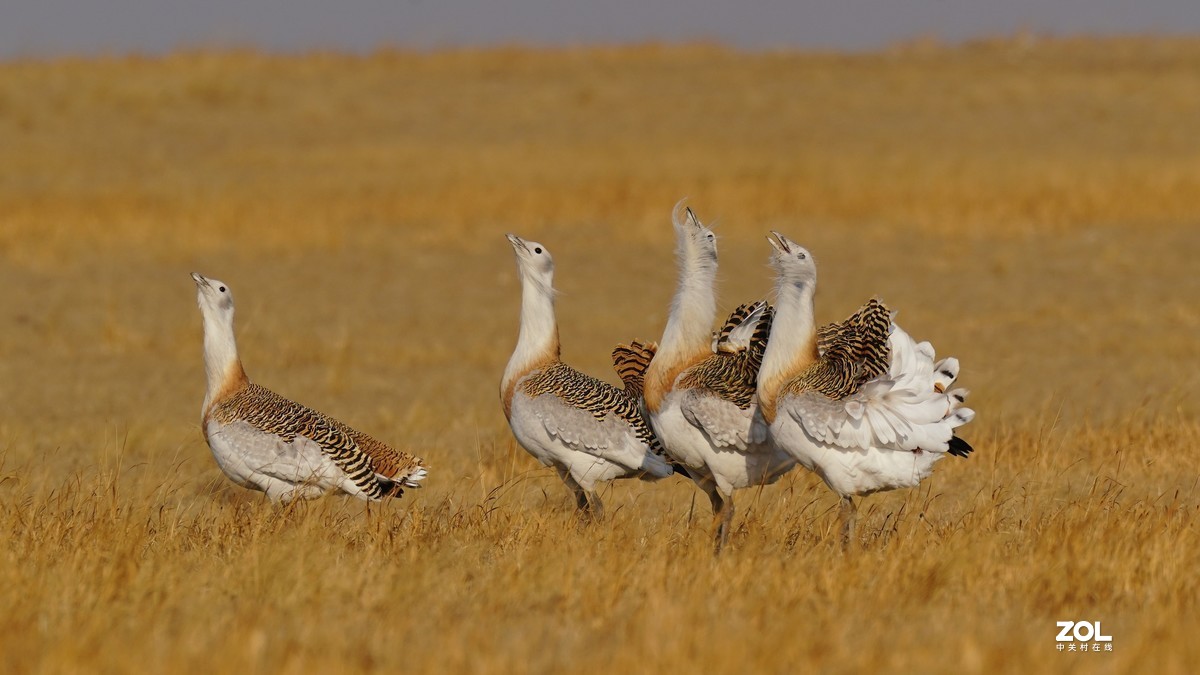 大鸨[草原精灵】