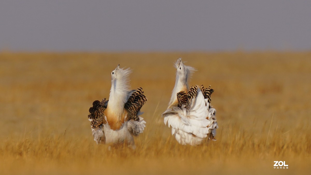 大鸨[草原精灵】