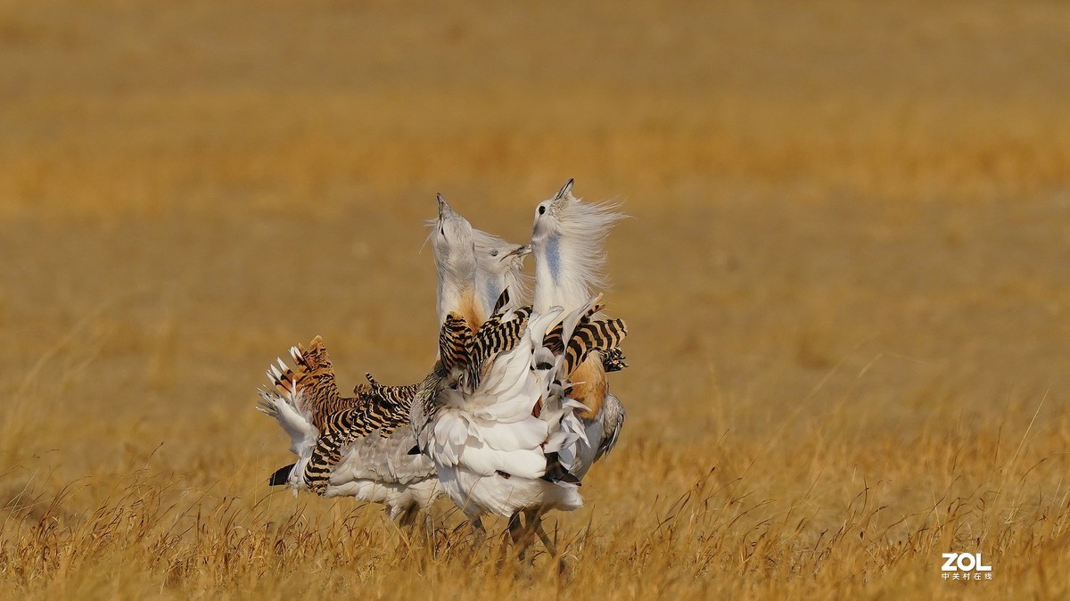 大鸨[草原精灵】