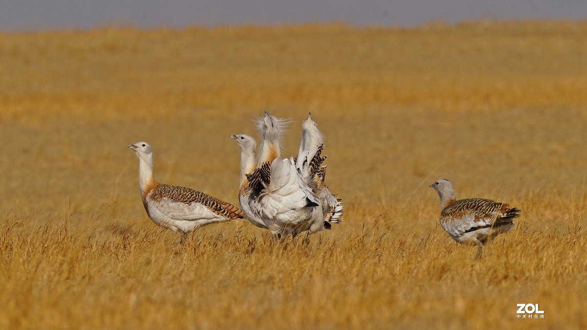 大鸨[草原精灵】