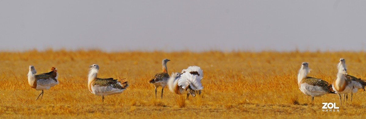 大鸨[草原精灵】