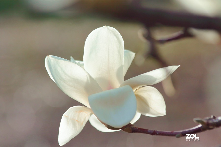 玉兰花开（2）