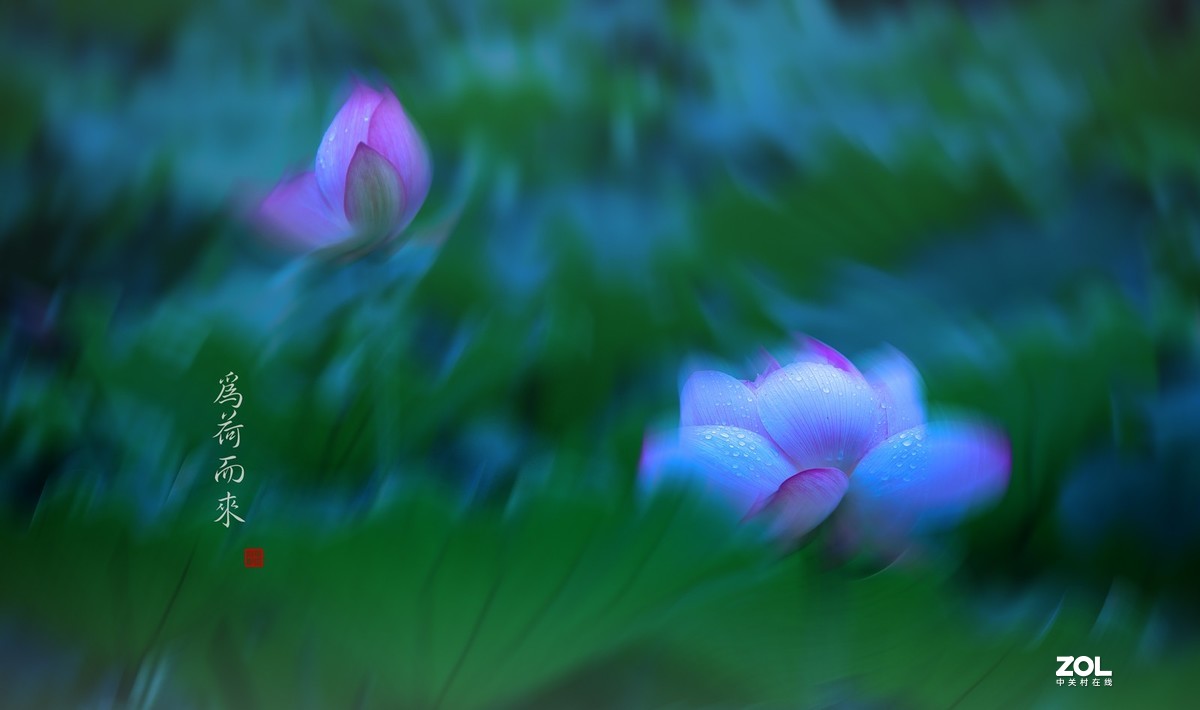 摇荷