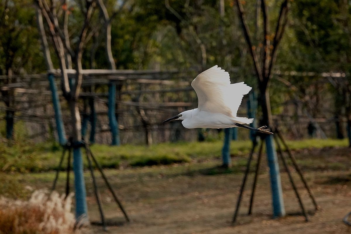 来来去去，白鹭飞舞