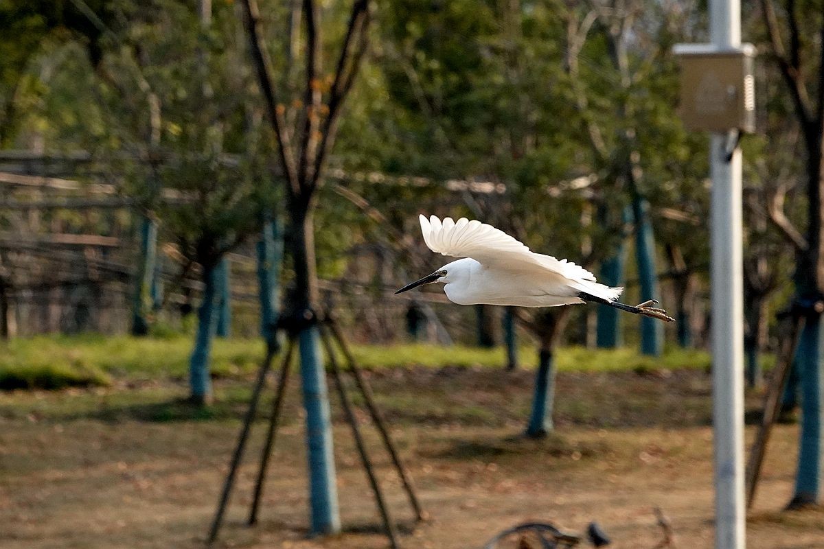 来来去去，白鹭飞舞