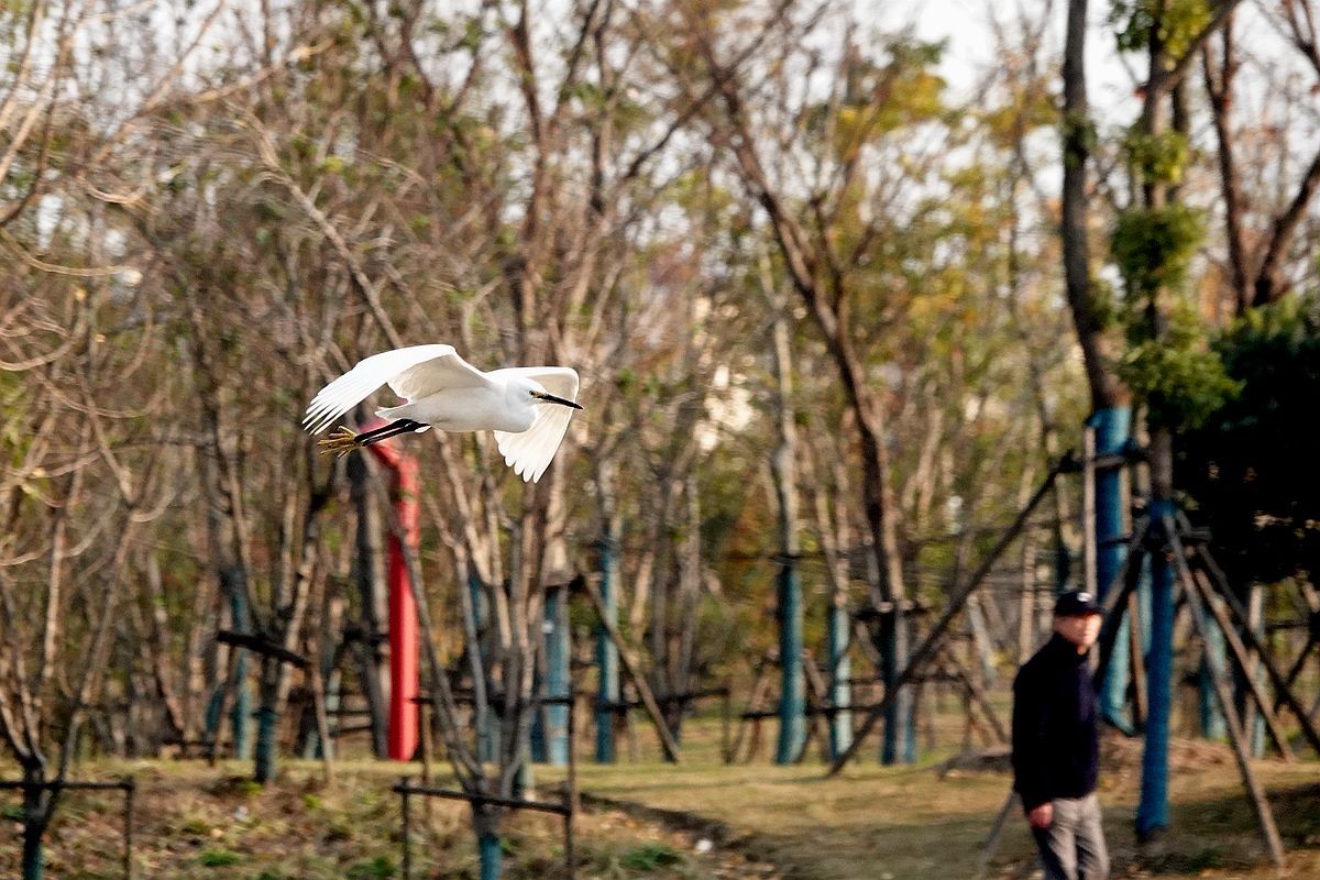 来来去去，白鹭飞舞