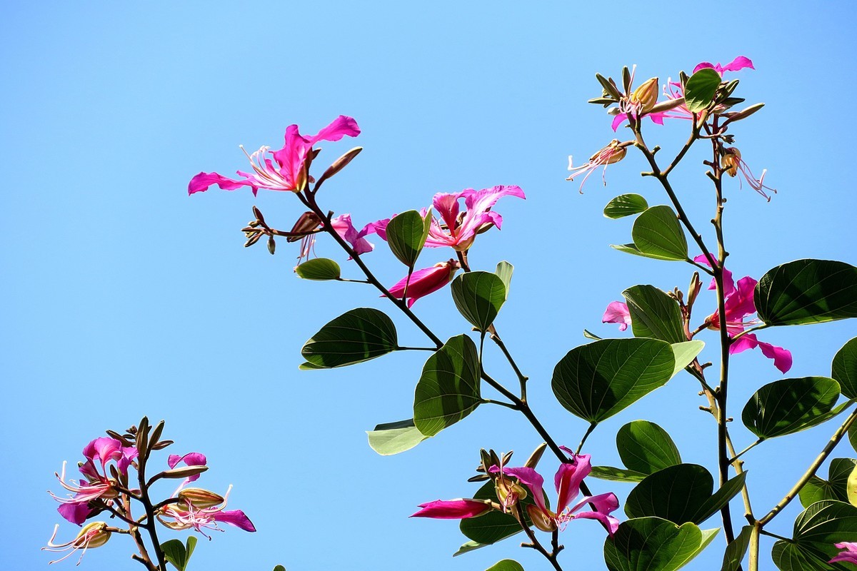 紫荆花正盛