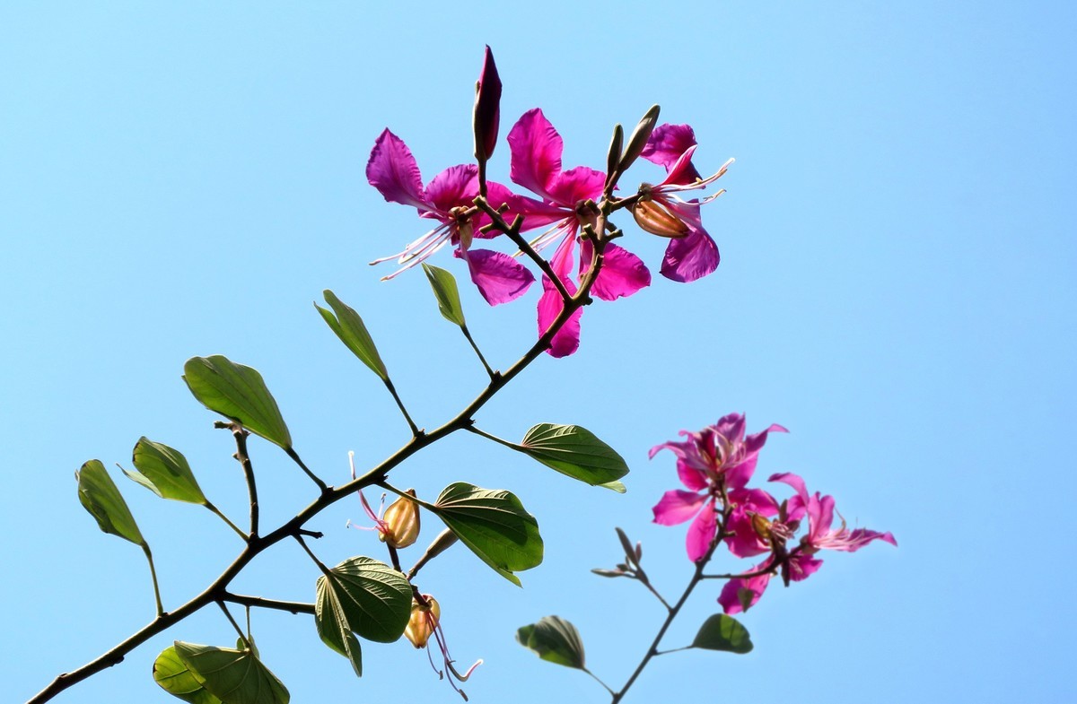 紫荆花正盛