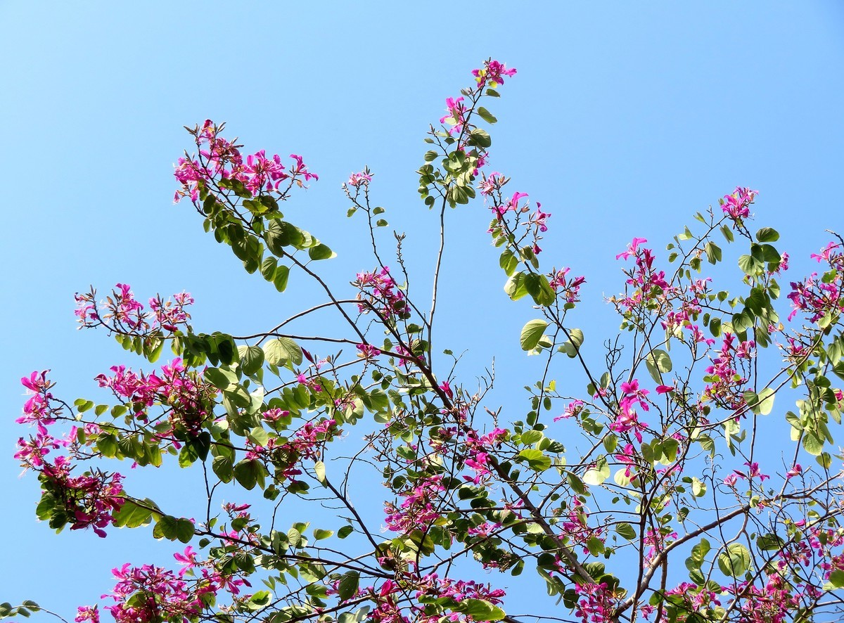紫荆花正盛