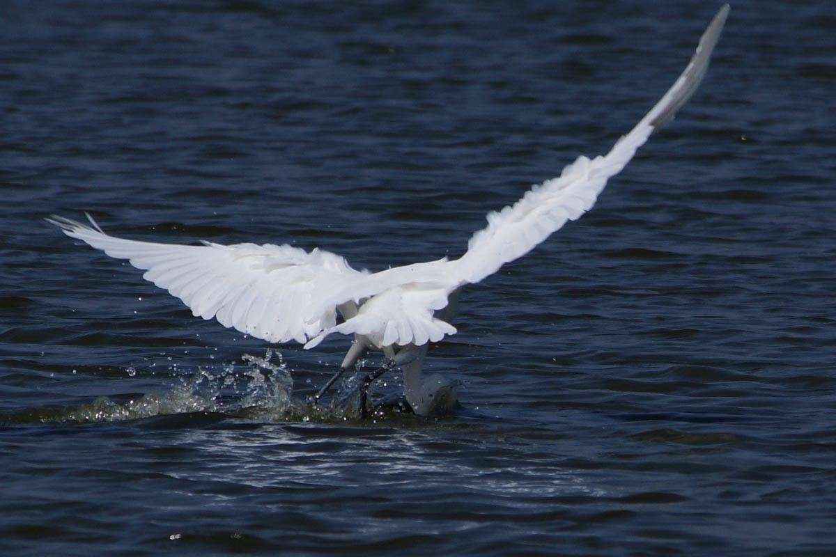 元旦假日陪白鹭玩玩