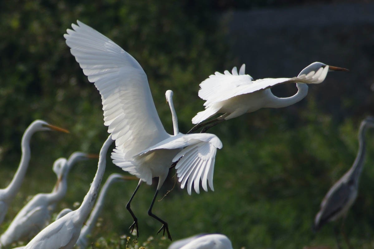 元旦假日陪白鹭玩玩