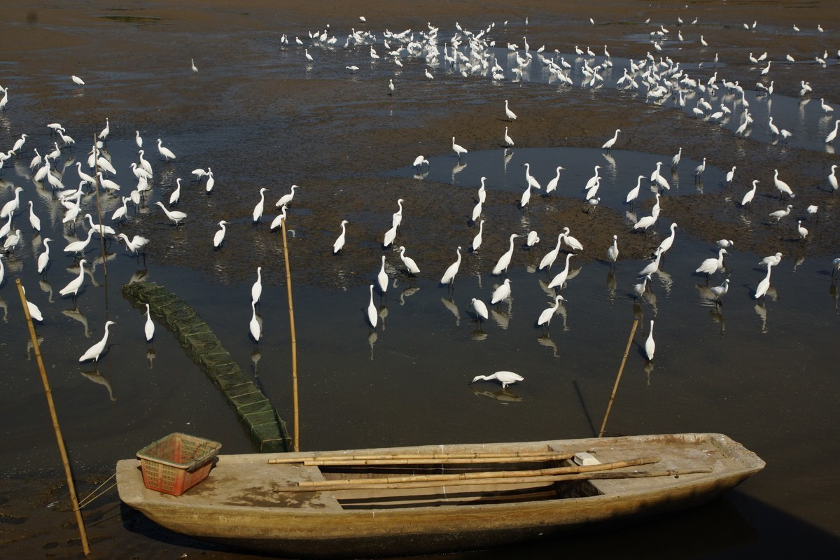 元旦假日陪白鹭玩玩