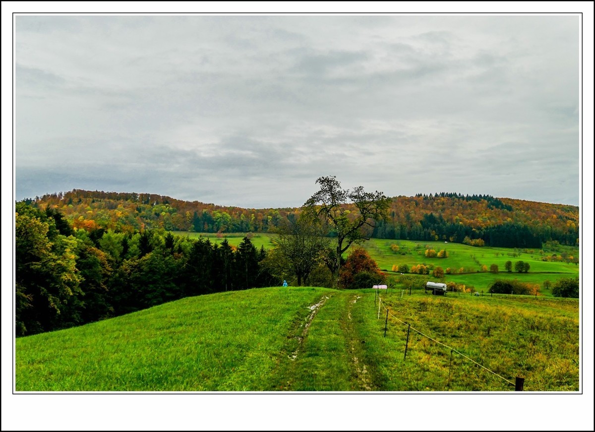 山山披冷雨,  草草带秋寒!