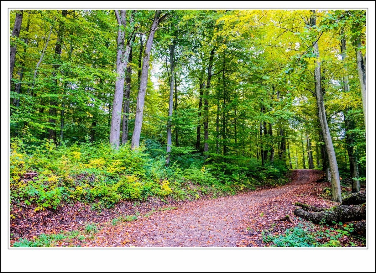 山山披冷雨,  草草带秋寒!