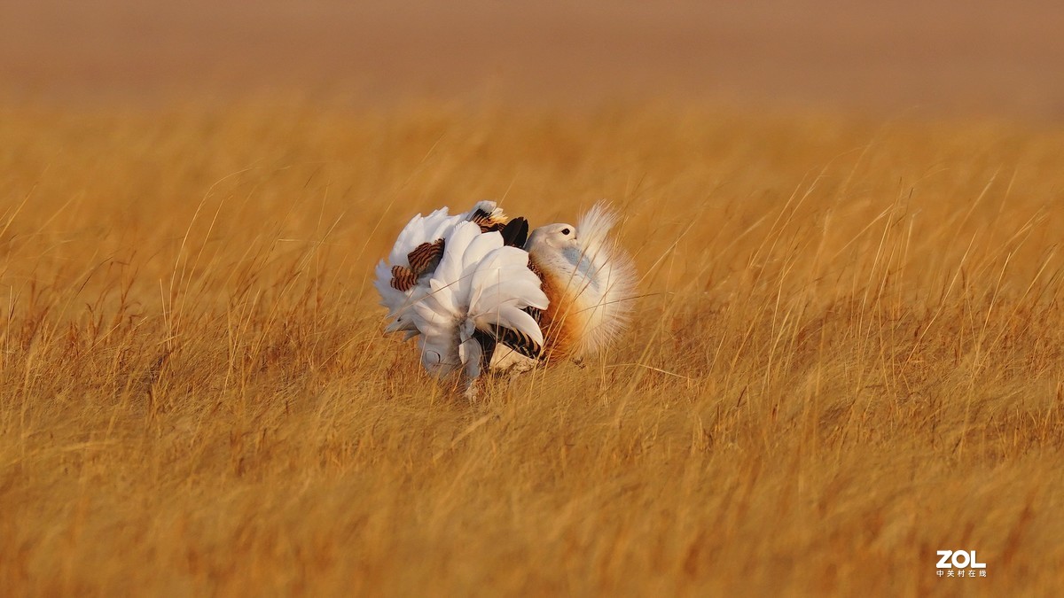 大鸨[草原精灵】