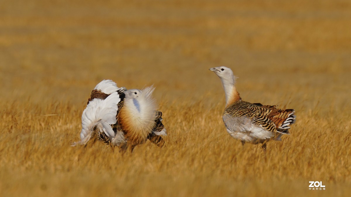 大鸨[草原精灵】