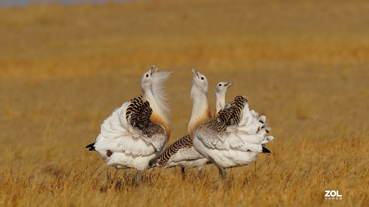 大鸨[草原精灵】
