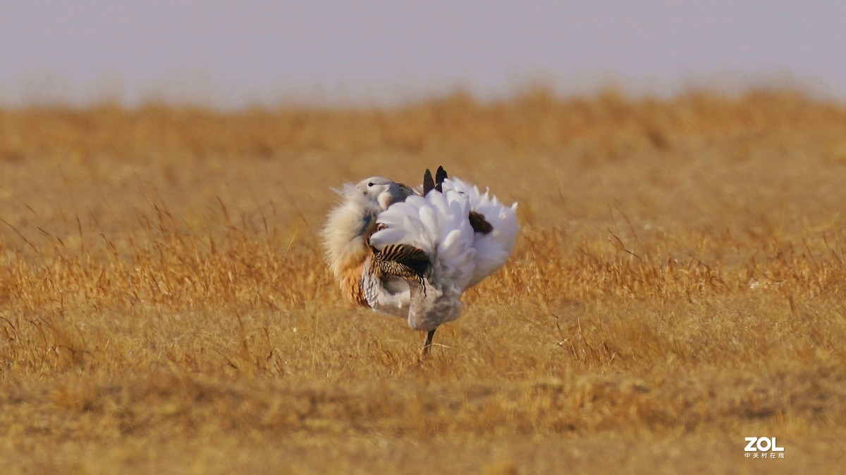 大鸨[草原精灵】