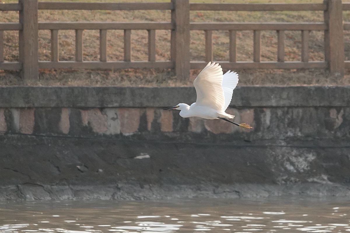 来来去去，白鹭飞舞