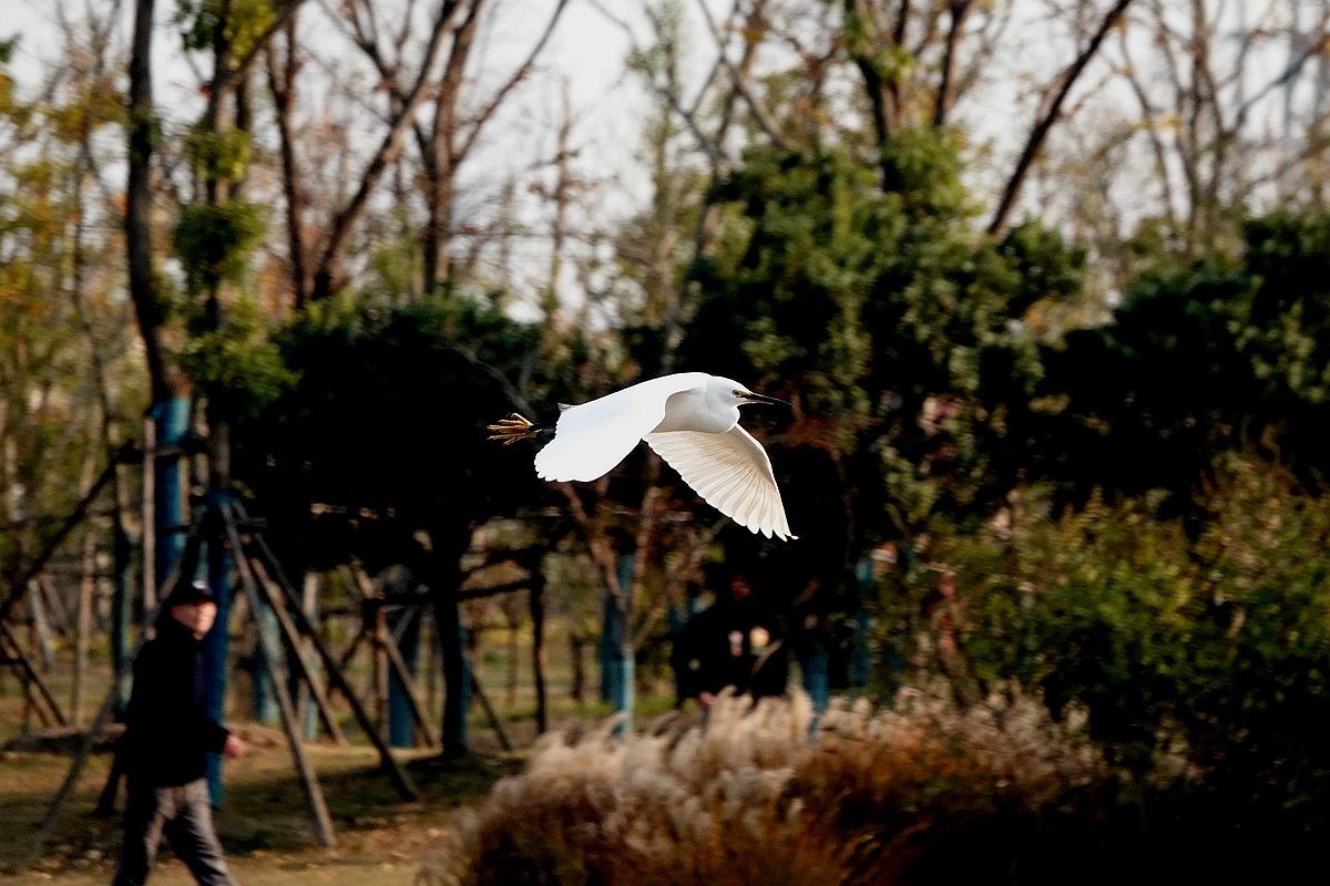 来来去去，白鹭飞舞