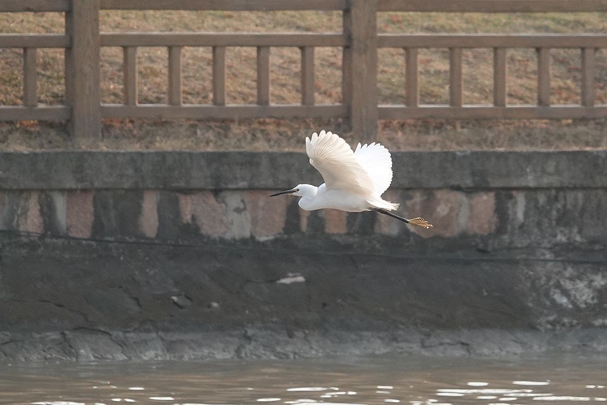 来来去去，白鹭飞舞