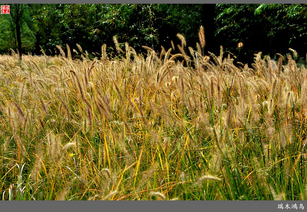 【追寻醉美秋色】64.傍水临风景色美，天光云影共徘徊