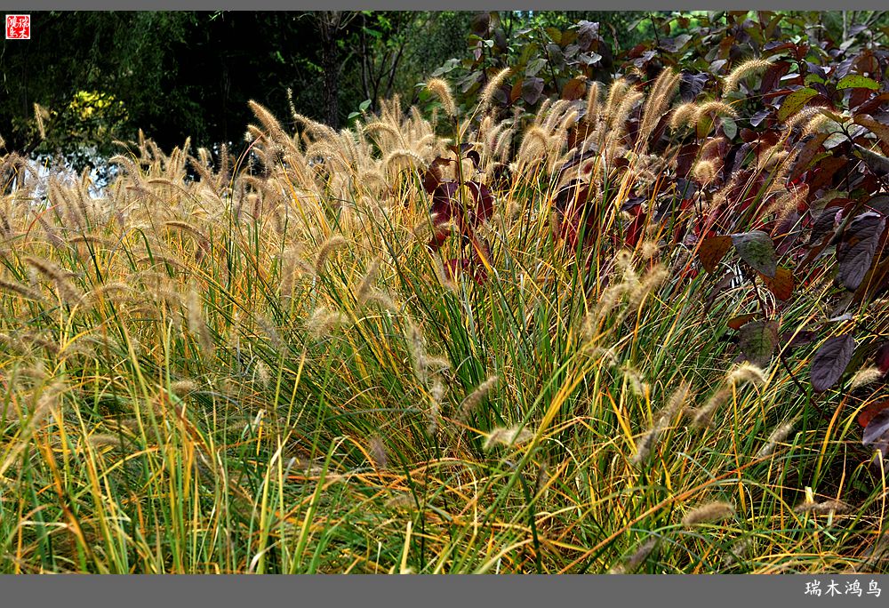 【追寻醉美秋色】64.傍水临风景色美，天光云影共徘徊