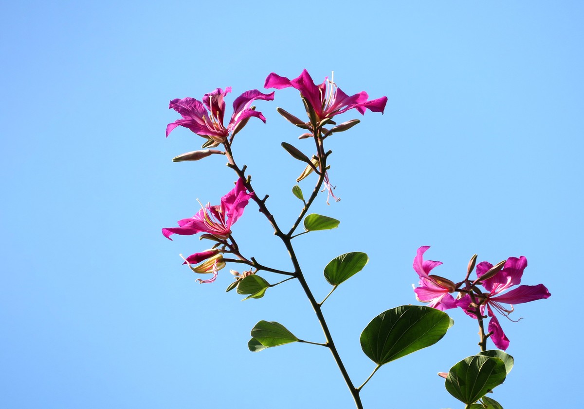 紫荆花正盛