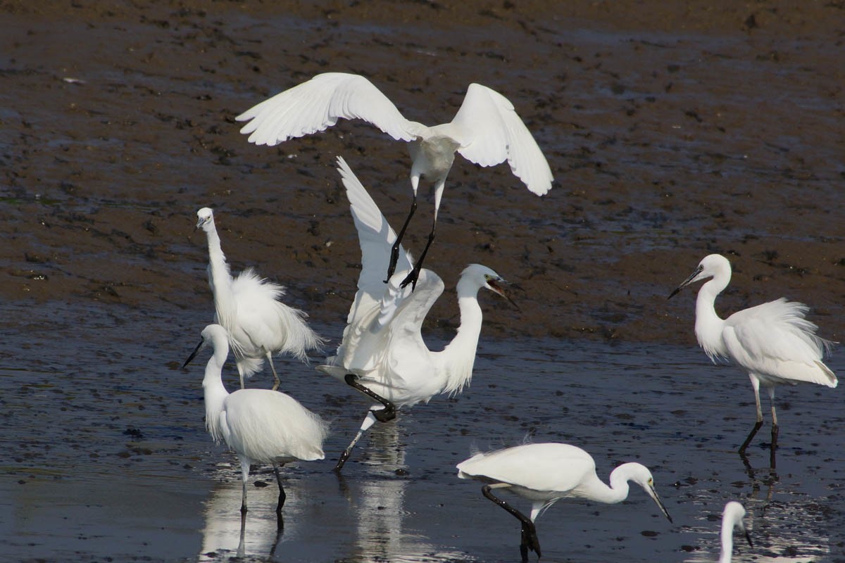 元旦假日陪白鹭玩玩