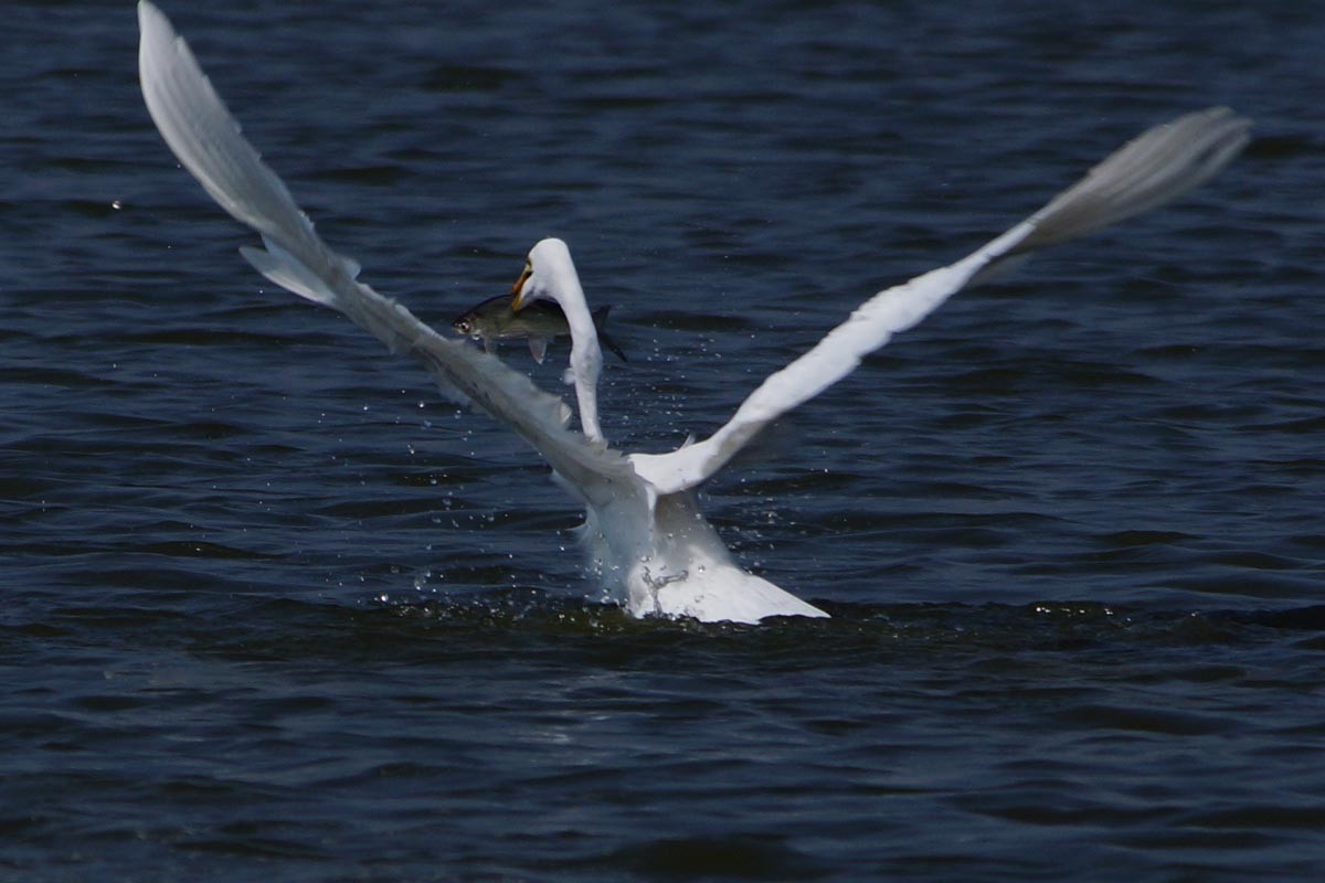 元旦假日陪白鹭玩玩
