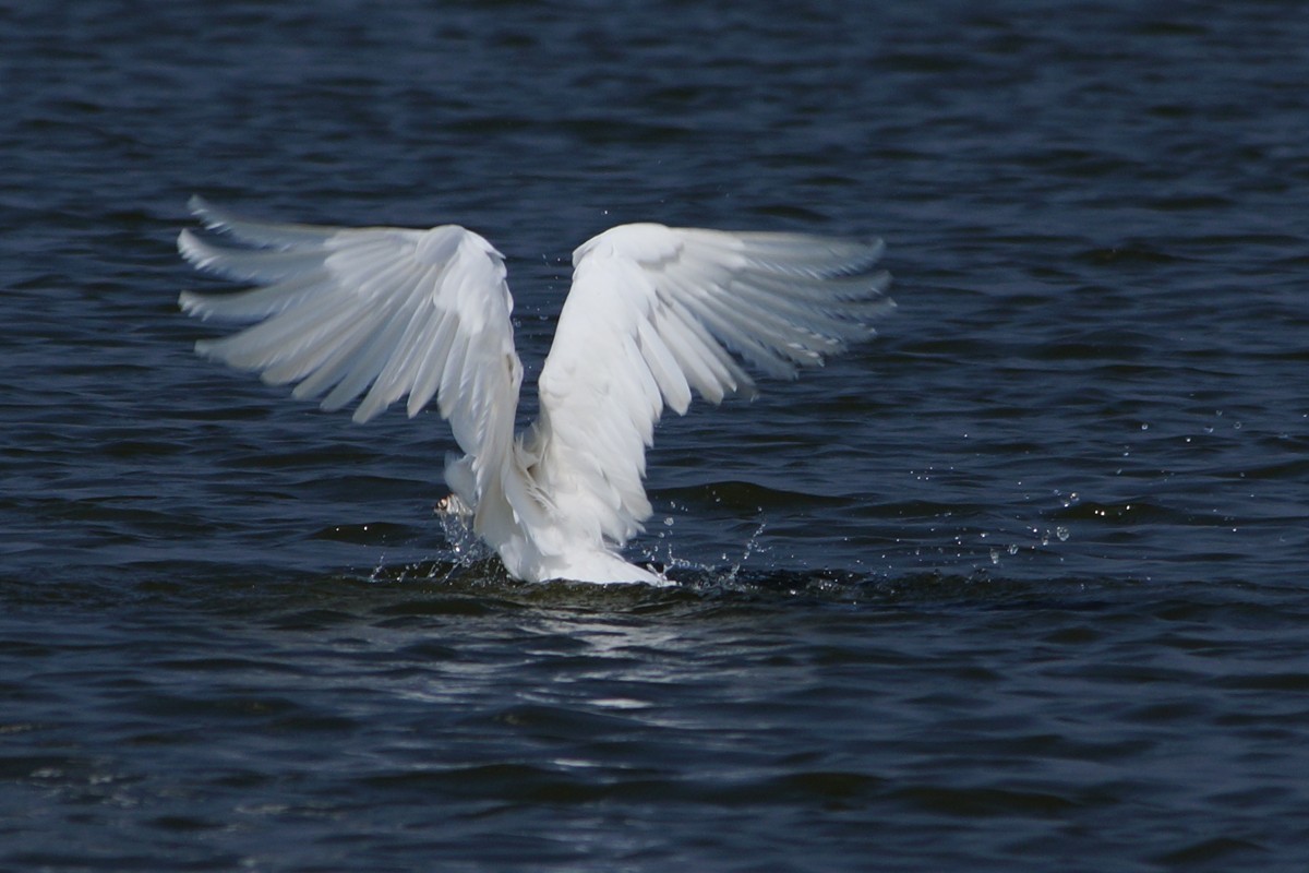 元旦假日陪白鹭玩玩