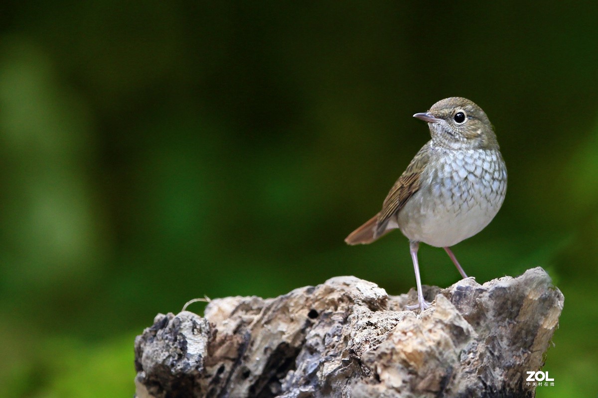 翠鸟-宝兴歌鸫-红尾歌鸲-朱雀-灰头绿啄木鸟-红尾水鸲-蓝歌鸲-白眉姬鹟-普通?