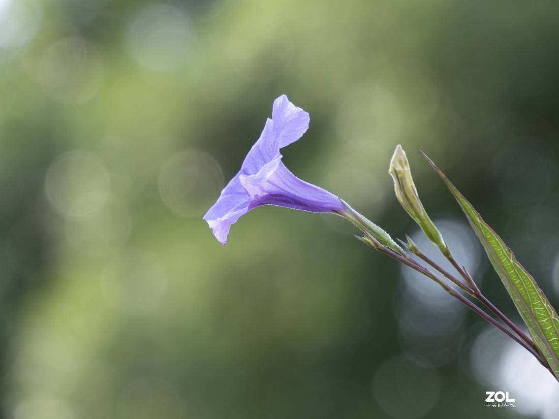 奥林巴斯M.ZUIKO DIGITAL ED 12-200mm f/3.5-6.3新头试拍