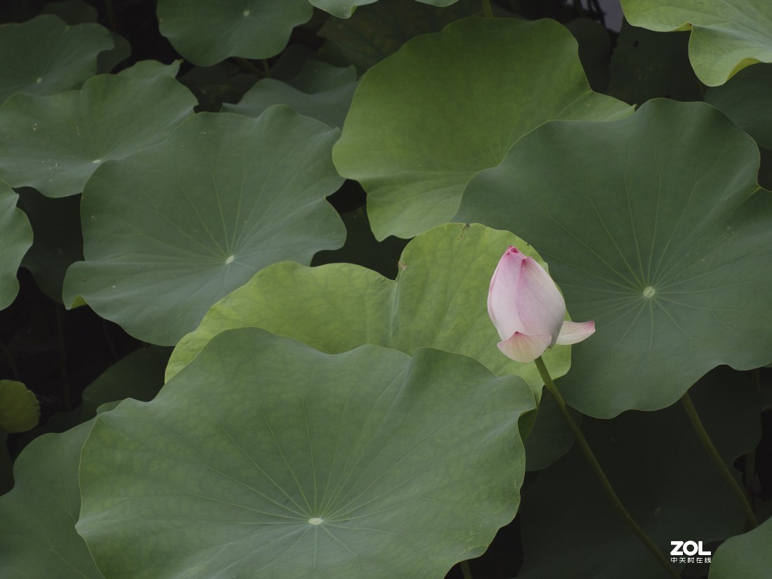 奥林巴斯M.ZUIKO DIGITAL ED 12-200mm f/3.5-6.3新头试拍