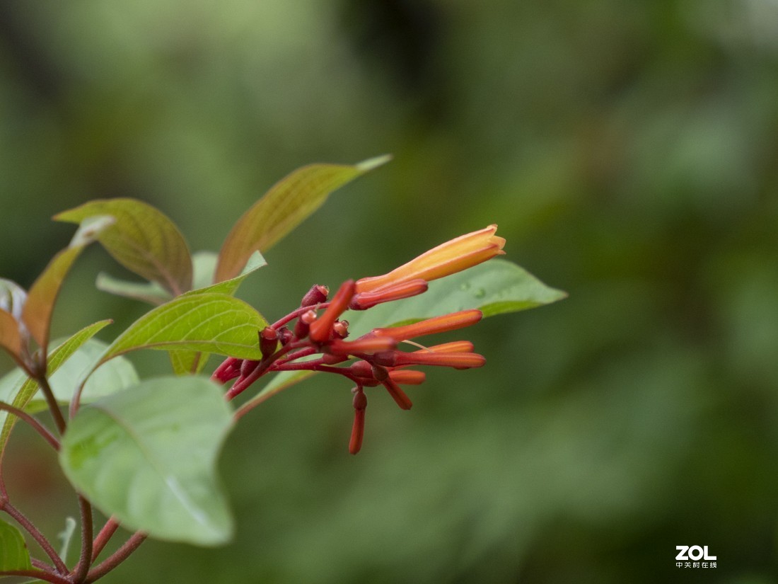 奥林巴斯M.ZUIKO DIGITAL ED 12-200mm f/3.5-6.3新头试拍