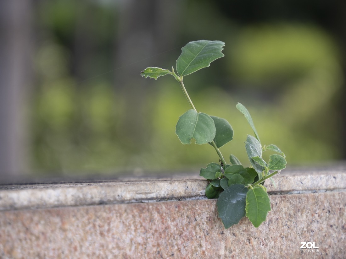 奥林巴斯M.ZUIKO DIGITAL ED 12-200mm f/3.5-6.3新头试拍