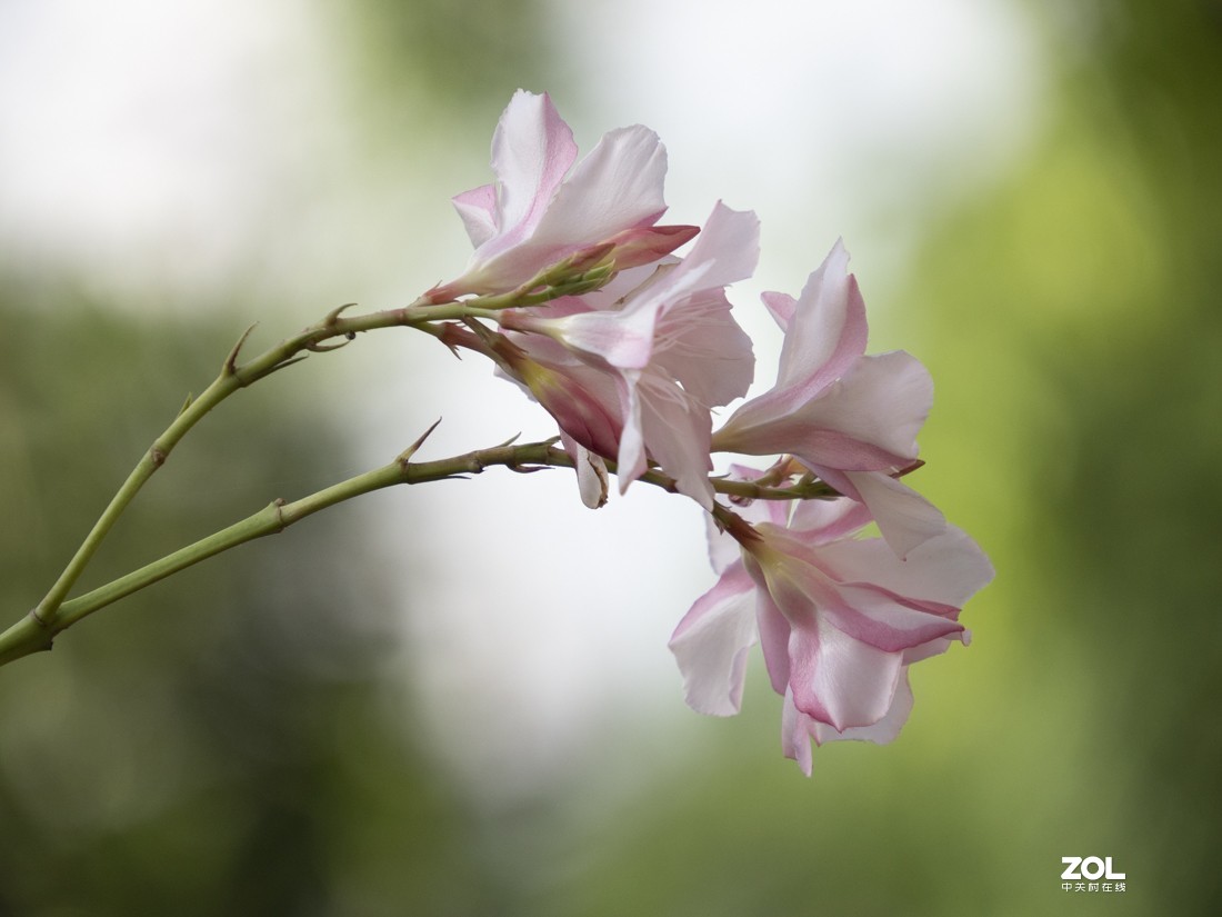 奥林巴斯M.ZUIKO DIGITAL ED 12-200mm f/3.5-6.3新头试拍