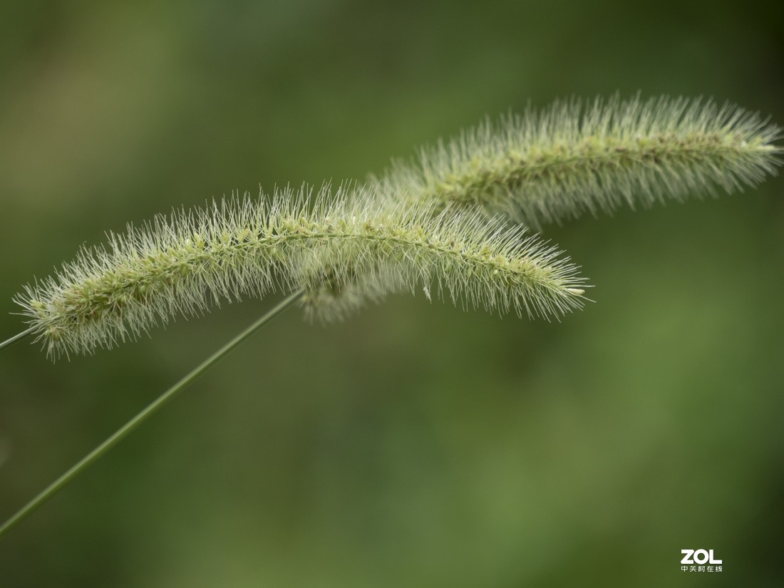 奥林巴斯M.ZUIKO DIGITAL ED 12-200mm f/3.5-6.3新头试拍