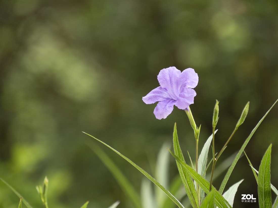 奥林巴斯M.ZUIKO DIGITAL ED 12-200mm f/3.5-6.3新头试拍