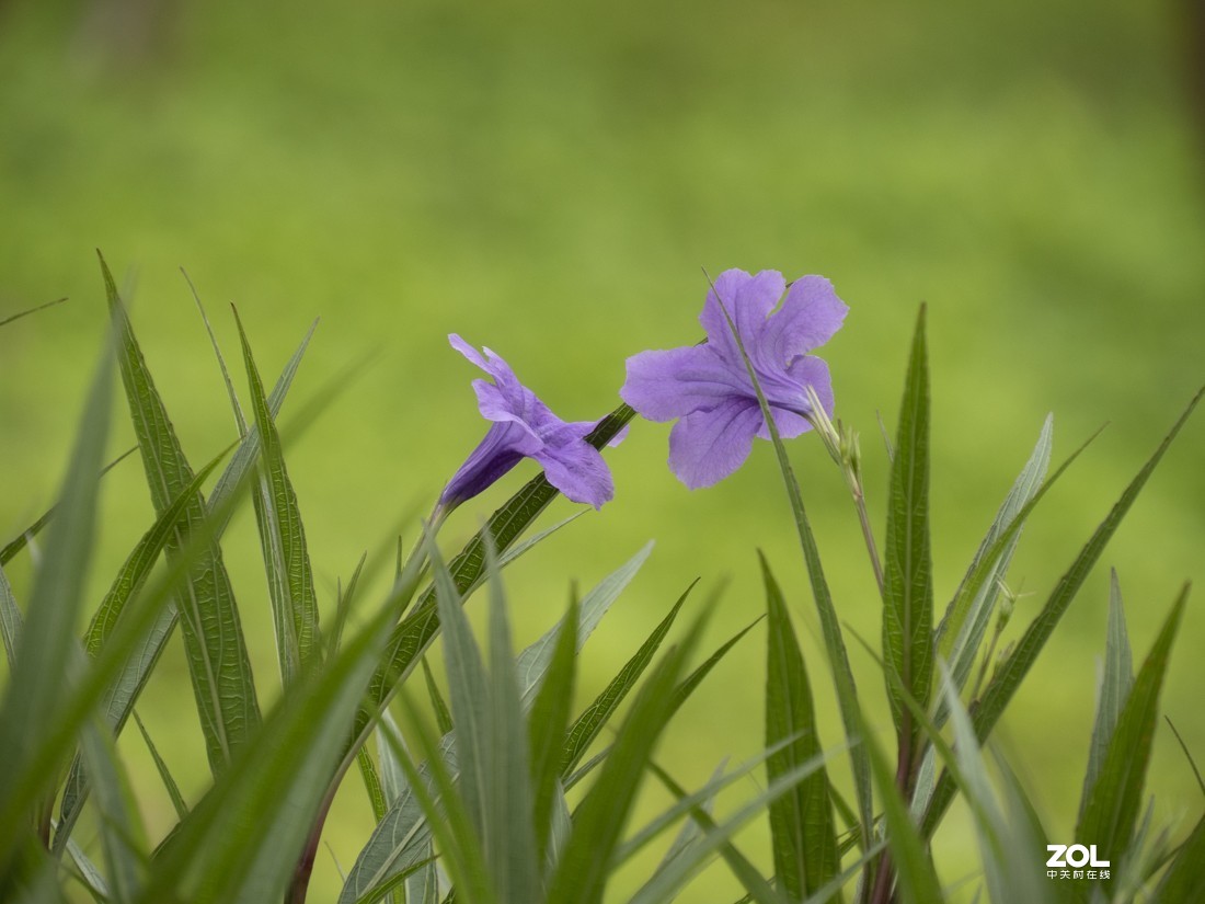 奥林巴斯M.ZUIKO DIGITAL ED 12-200mm f/3.5-6.3新头试拍