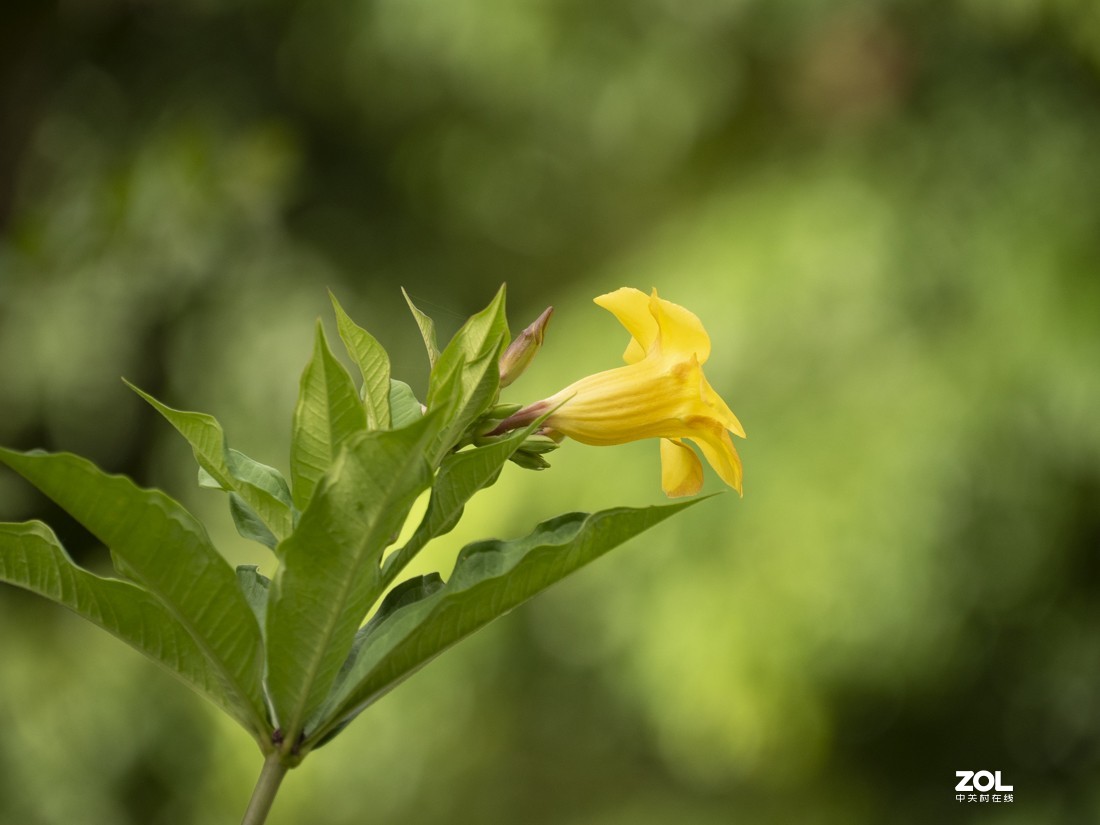 奥林巴斯M.ZUIKO DIGITAL ED 12-200mm f/3.5-6.3新头试拍