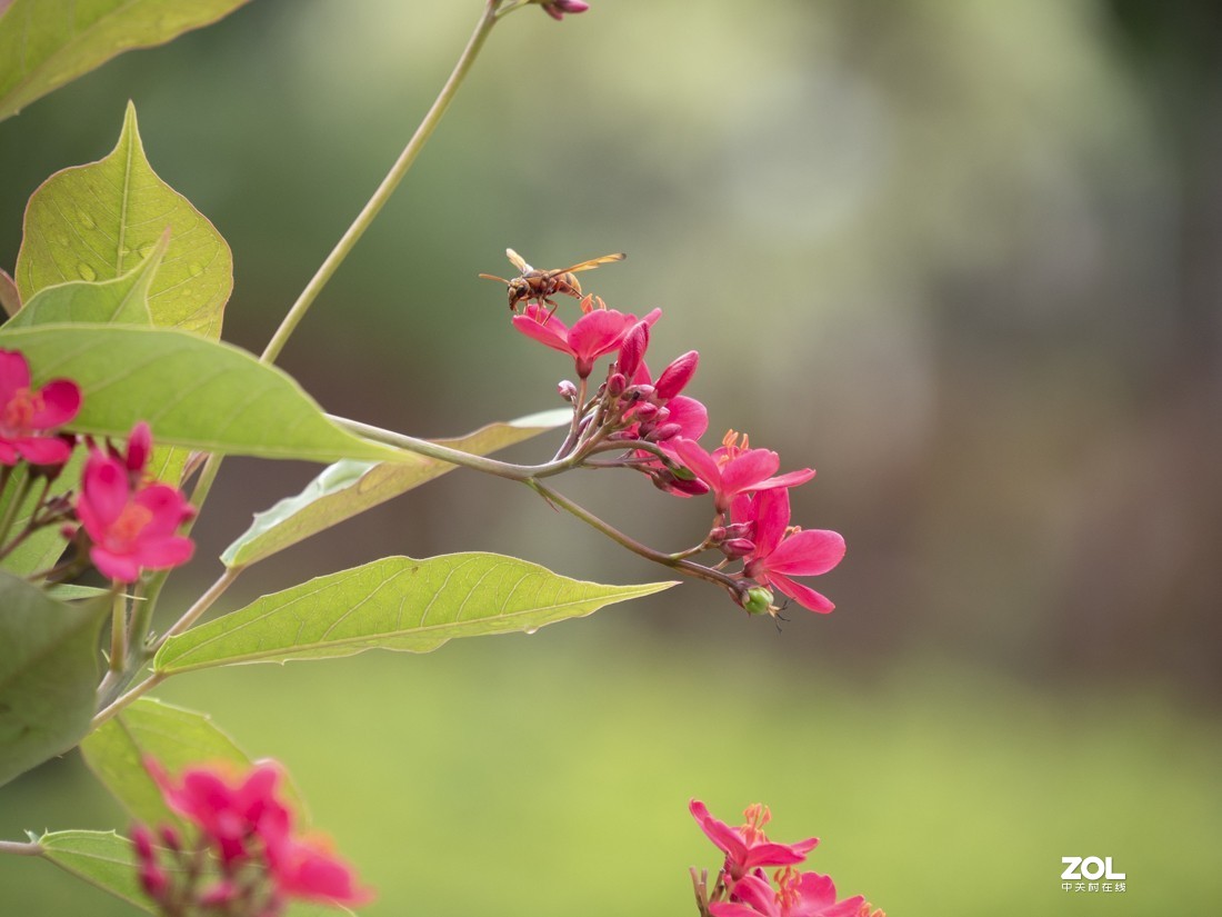 奥林巴斯M.ZUIKO DIGITAL ED 12-200mm f/3.5-6.3新头试拍